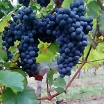 Wein- Und Obstbau Rupp Apartment *