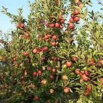 Apartamento Wein- Und Obstbau Rupp
