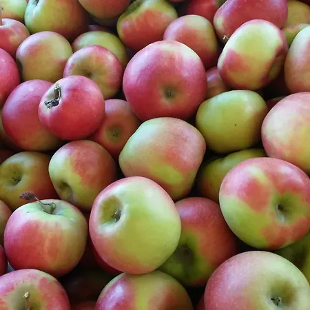 Wein- Und Obstbau Rupp Apartment