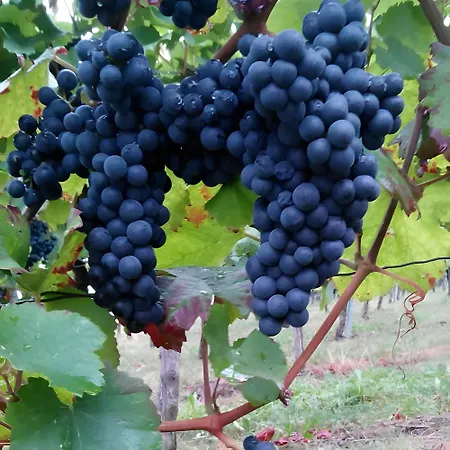Wein- Und Obstbau Rupp Daire *
