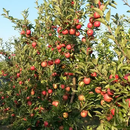 Daire Wein- Und Obstbau Rupp